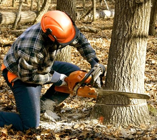 Tree Removal in Sylvester, TX